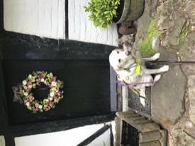 Star, a yellow Lab/Golden cross dog